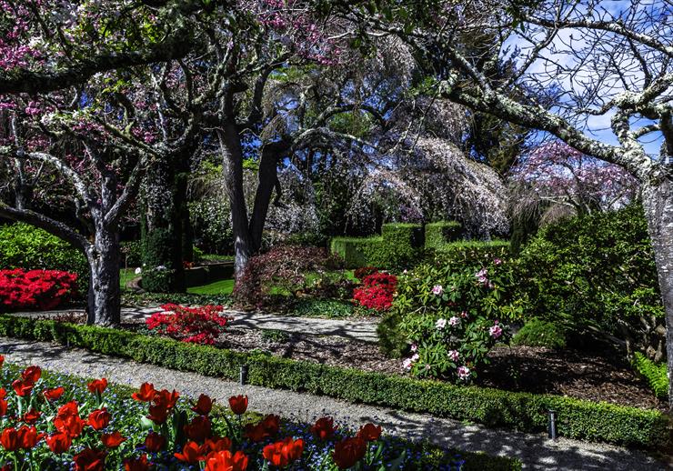 w ogrodzie w parku - USA_Gardens_Spring_Flowering_trees_Tulips_Filoli_564421_2400x1680.jpg