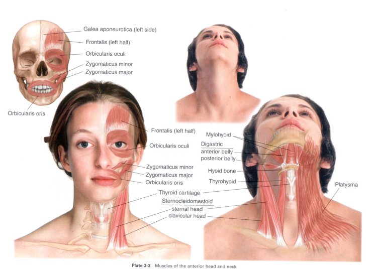 Anatomia masażu - P 3-3.JPG